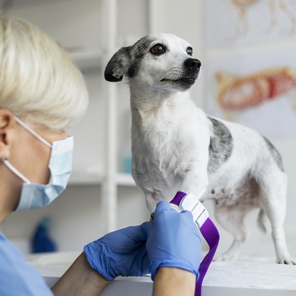 Veterinária realizando exames laboratoriais