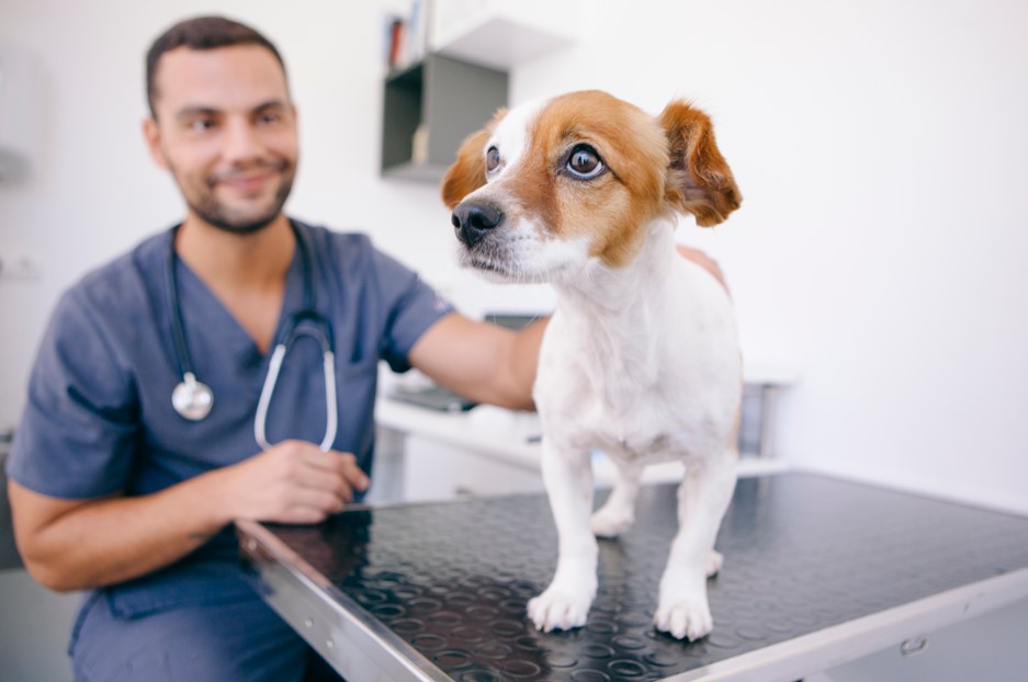 Veterinário cuidando de um cachorro