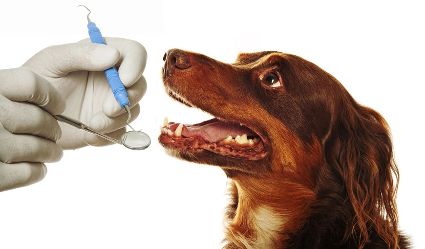 Veterinária realizando exame dentário em cachorro